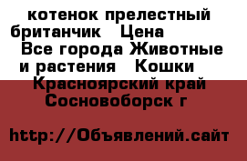 котенок прелестный британчик › Цена ­ 12 000 - Все города Животные и растения » Кошки   . Красноярский край,Сосновоборск г.